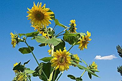 《星之海》首周销量突破25万 提前完成年度目标