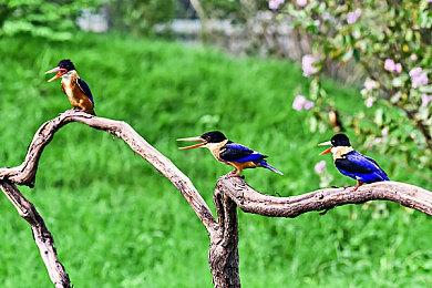 东方Project第18.5作 《恋弹者们的黑集市》上线Steam