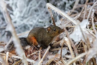 3D平台动作冒险游戏《狐狸英雄崛起》下周上市